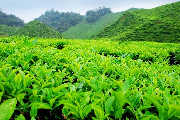 польза зелёного чая для похудения